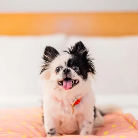 比尔森宜必思酒店